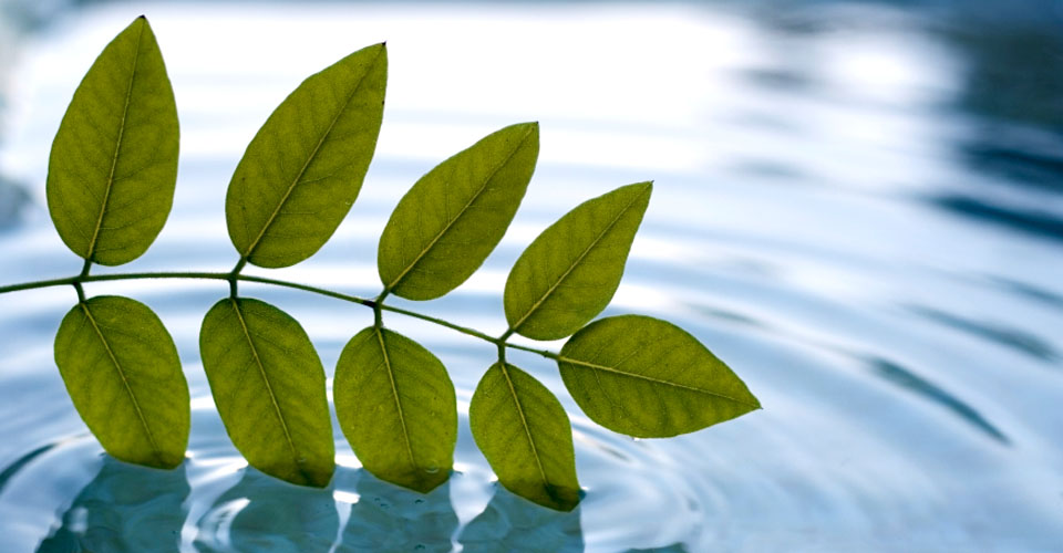 Digiflavor Wholesale